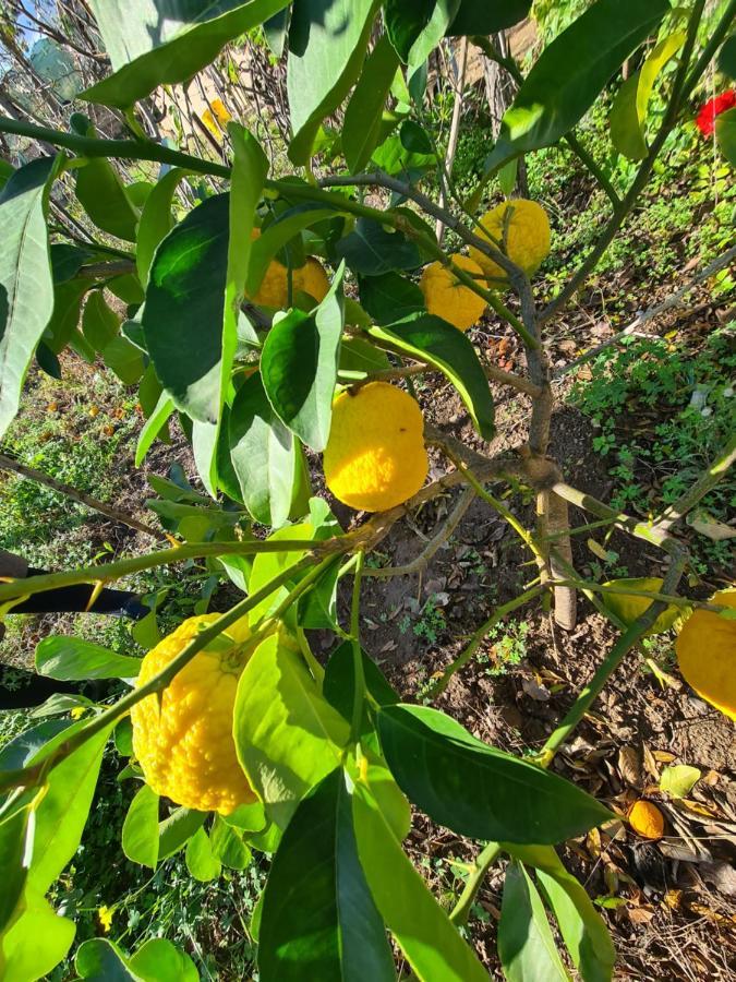Azienda Agrituristica La Janna Di La Faj 부도니 외부 사진